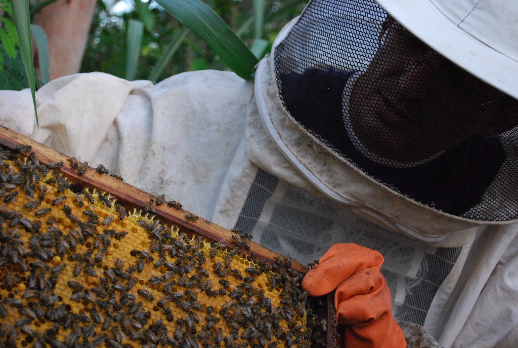 Bom Jesus - apicultura