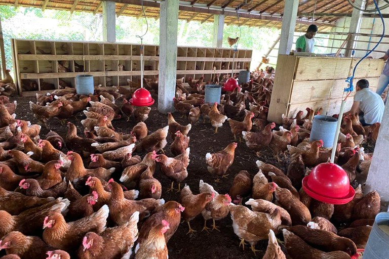 Campus Bom Jesus inaugura criação de galinhas poedeiras em sistema livre de gaiolas