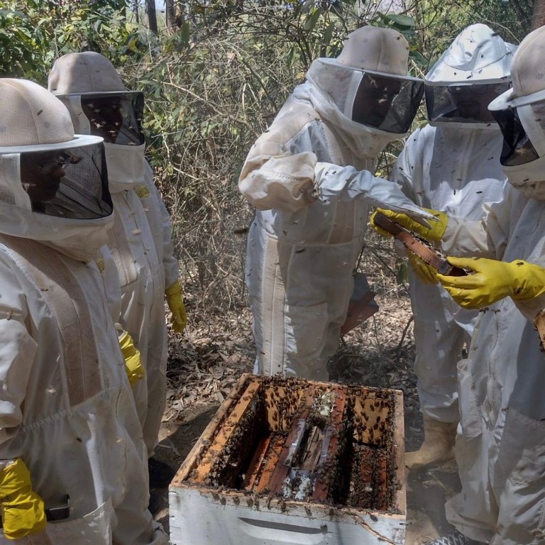 Curso Boas Práticas de Beneficiamento de mel e própolis