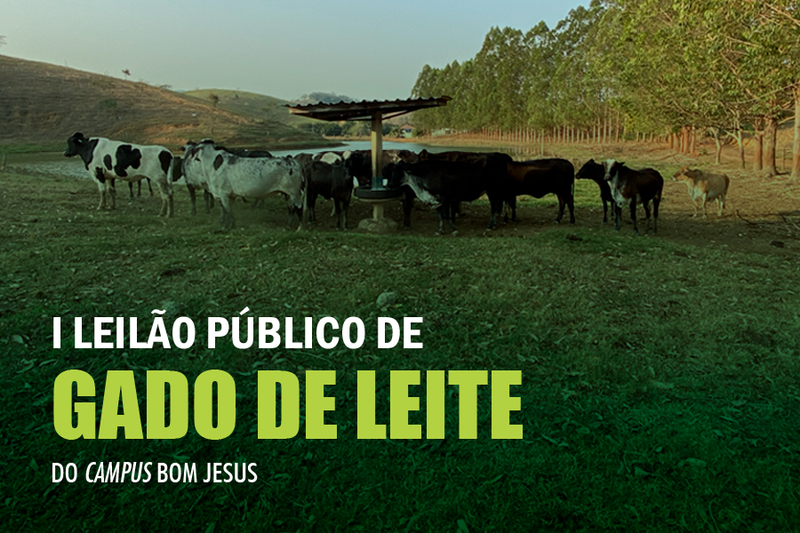 IFF Bom Jesus realizará leilão público de gado de leite no dia 23 de setembro