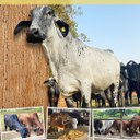 Venda de Bovinos  - IFF Cambuci