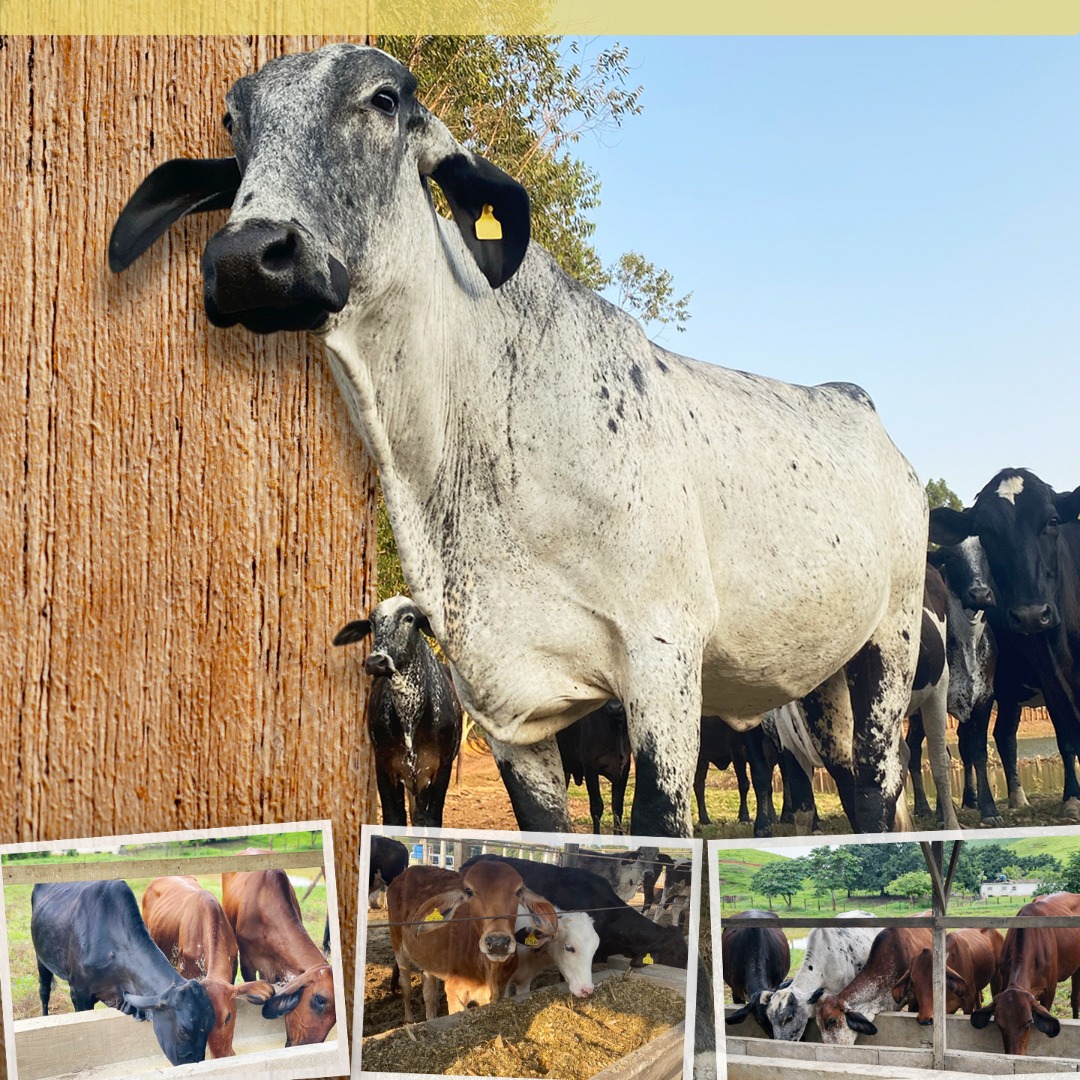 Venda de Bovinos  - IFF Cambuci