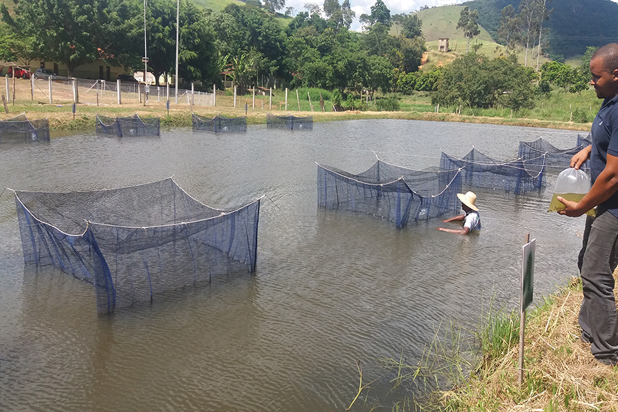 Uenf e Campus Cambuci iniciam experimento que pode auxiliar o produtor na criação de peixes