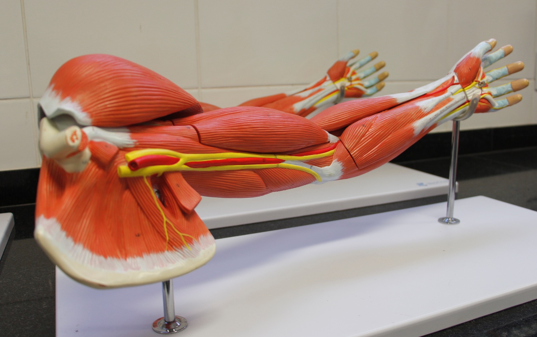 Laboratório de Anatomia G102