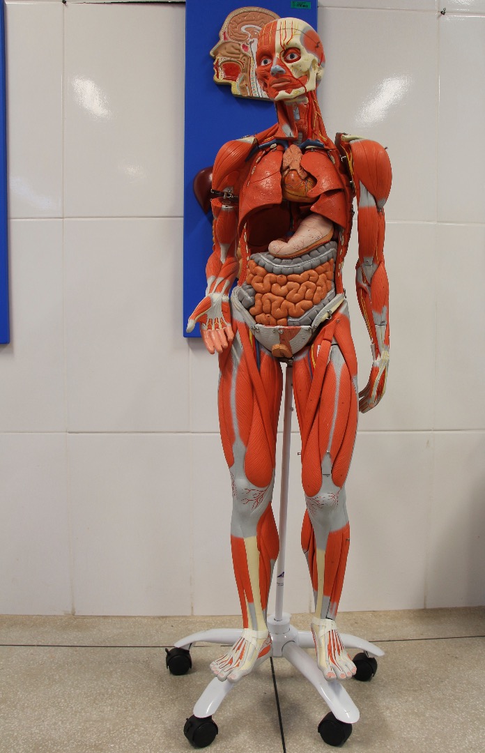 Laboratório de Anatomia G102