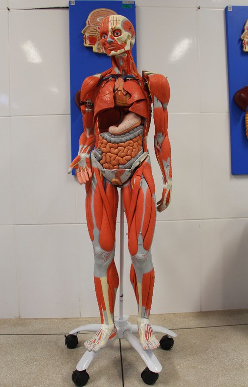 Laboratório de Anatomia G102