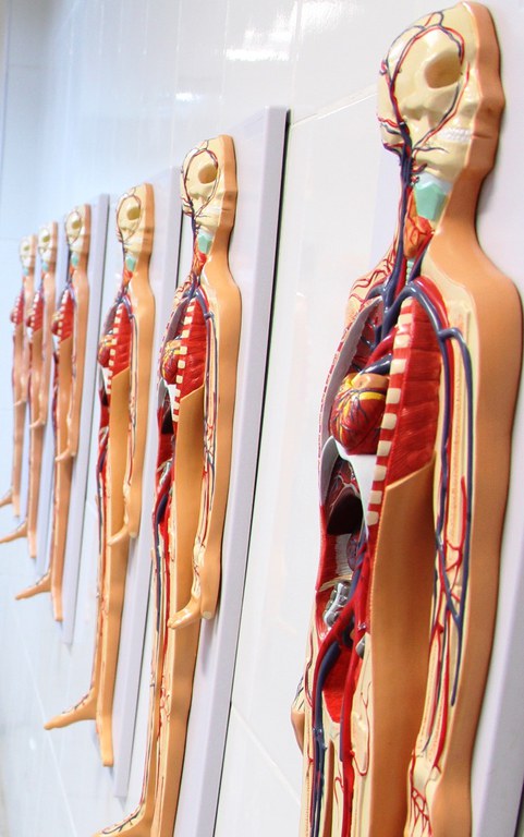 Laboratório de Anatomia G102