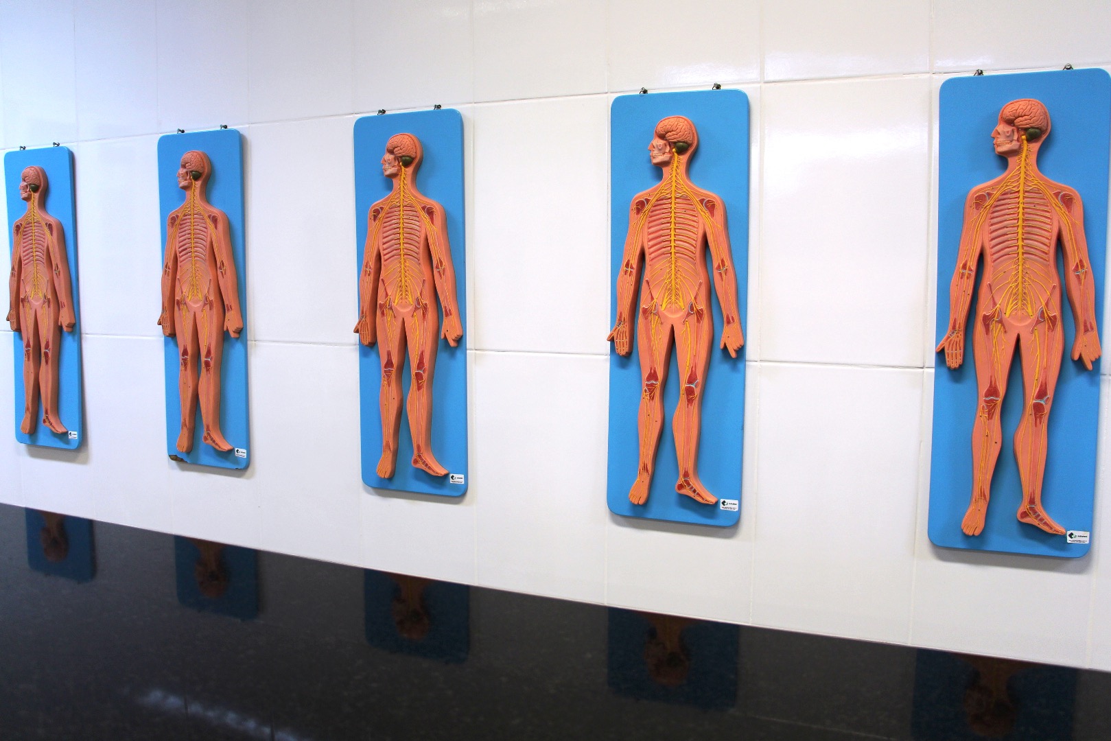 Laboratório de Anatomia G102