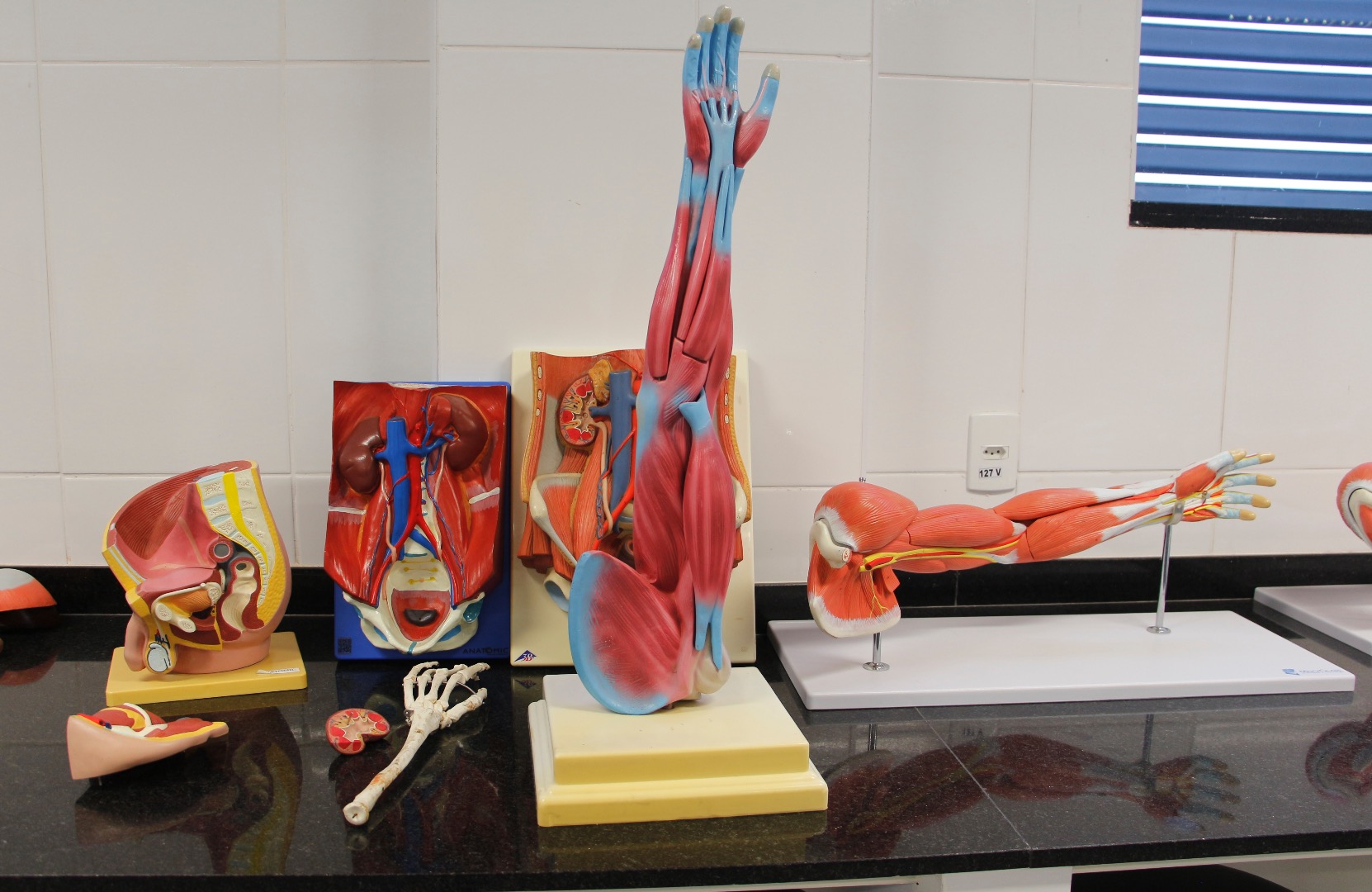 Laboratório de Anatomia G102